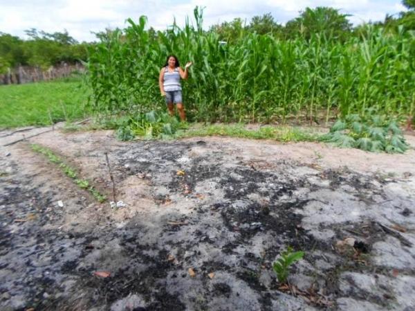 Empreendedorismo: Famílias lucram como cultivo de hortaliças na zona rural de Batalhaâ€ - Imagem 18