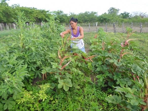 Empreendedorismo: Famílias lucram como cultivo de hortaliças na zona rural de Batalhaâ€ - Imagem 5