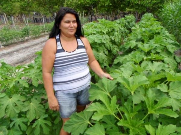 Empreendedorismo: Famílias lucram como cultivo de hortaliças na zona rural de Batalhaâ€ - Imagem 15