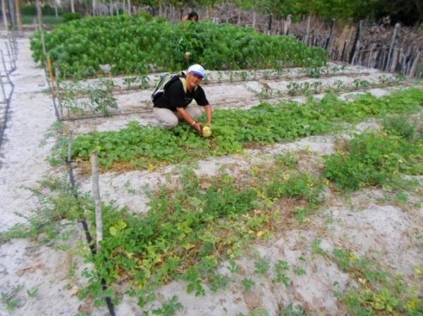 Empreendedorismo: Famílias lucram como cultivo de hortaliças na zona rural de Batalhaâ€ - Imagem 10