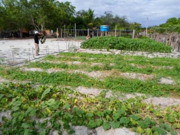 Empreendedorismo: Famílias lucram como cultivo de hortaliças na zona rural de Batalhaâ€ - Imagem 11