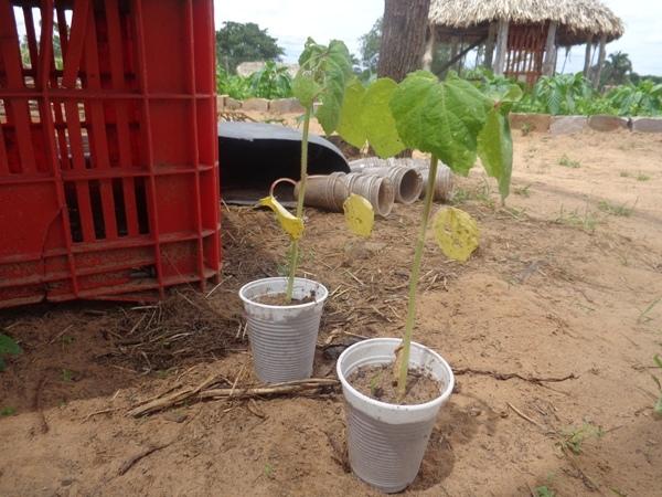 Dedé Marinho apoia projeto de Produção Agroecológica Integrada e Sustentável - Imagem 12