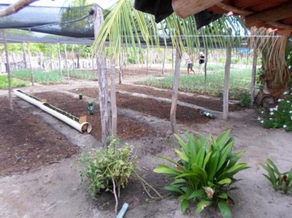 Empreendedorismo: Famílias lucram como cultivo de hortaliças na zona rural de Batalhaâ€ - Imagem 8