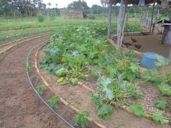 Dedé Marinho apoia projeto de Produção Agroecológica Integrada e Sustentável - Imagem 5