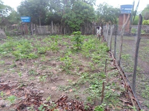 Empreendedorismo: Famílias lucram como cultivo de hortaliças na zona rural de Batalhaâ€ - Imagem 1