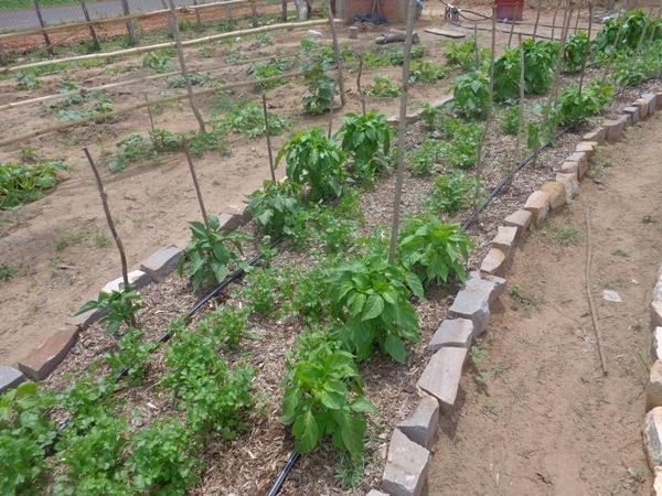 Dedé Marinho apoia projeto de Produção Agroecológica Integrada e Sustentável - Imagem 16