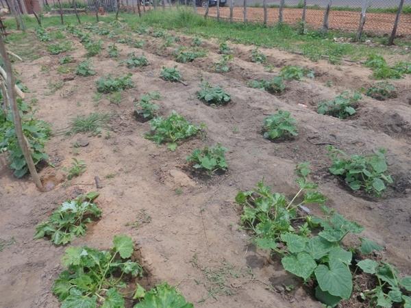 Dedé Marinho apoia projeto de Produção Agroecológica Integrada e Sustentável - Imagem 15