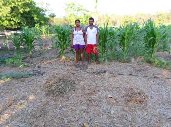 Empreendedorismo: Famílias lucram como cultivo de hortaliças na zona rural de Batalhaâ€ - Imagem 7