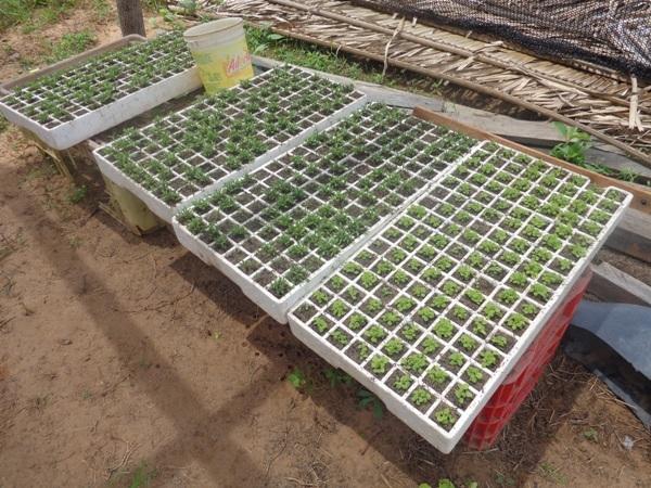 Dedé Marinho apoia projeto de Produção Agroecológica Integrada e Sustentável - Imagem 13