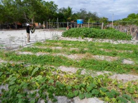 Empreendedorismo: Famílias lucram como cultivo de hortaliças na zona rural de Batalhaâ€