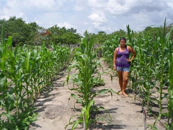Empreendedorismo: Famílias lucram como cultivo de hortaliças na zona rural de Batalhaâ€ - Imagem 2