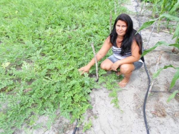 Empreendedorismo: Famílias lucram como cultivo de hortaliças na zona rural de Batalhaâ€ - Imagem 16