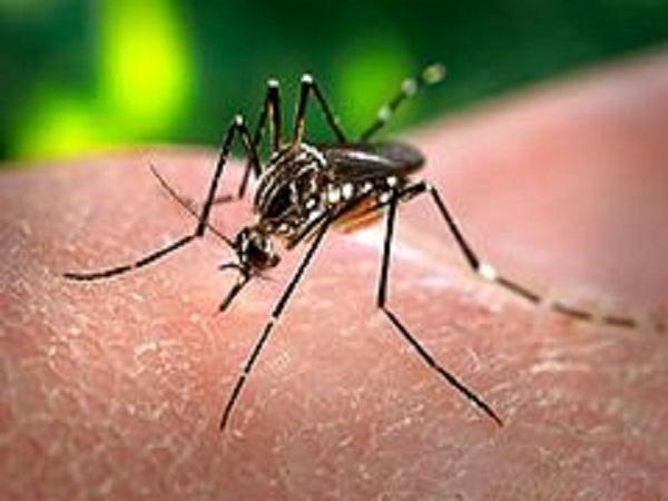 Prefeitura fará campanha do dia “D” contra a dengue - Imagem 3