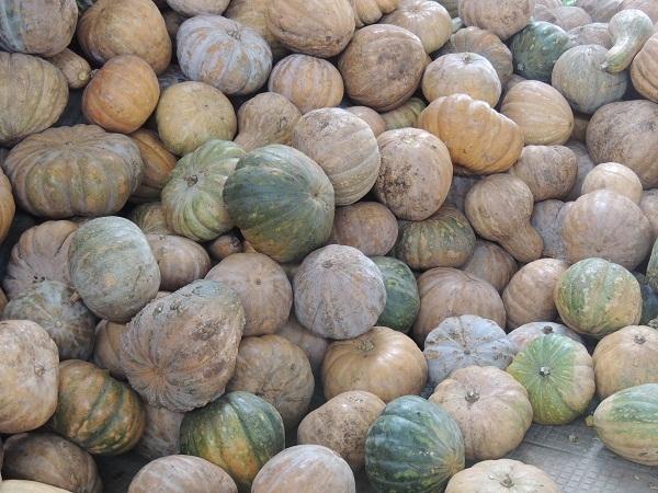 Assistência Social executa a distribuição de cestas básicas - Imagem 9