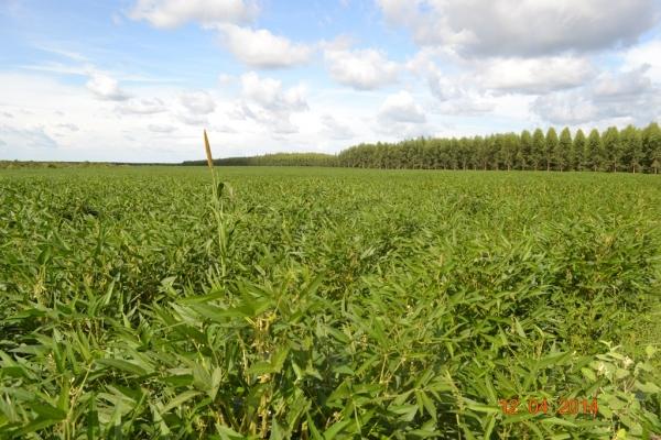 Boa Hora se torna um dos grandes produtores de soja do Piauí - Imagem 82