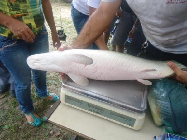Bons negócios no I festival do Peixe na cidade de Batalha - Imagem 22