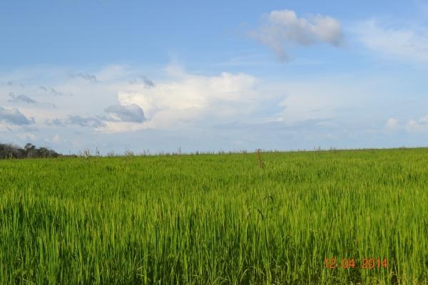 Boa Hora se torna um dos grandes produtores de soja do Piauí - Imagem 36