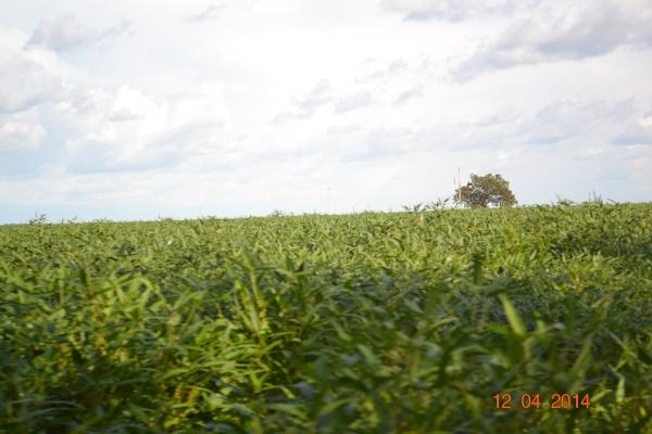 Boa Hora se torna um dos grandes produtores de soja do Piauí - Imagem 73