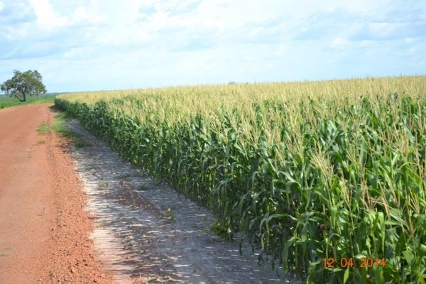 Boa Hora se torna um dos grandes produtores de soja do Piauí - Imagem 58