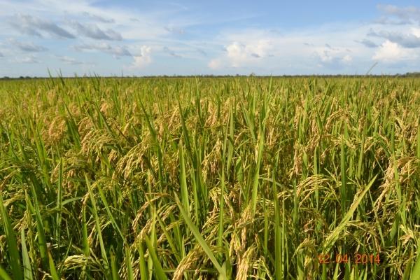 Boa Hora se torna um dos grandes produtores de soja do Piauí - Imagem 27