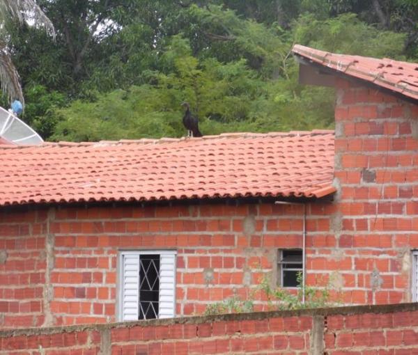 Animais mortos e lixo causam mau cheiro em rua do Bairro Matadouro, denunciam moradores  - Imagem 7