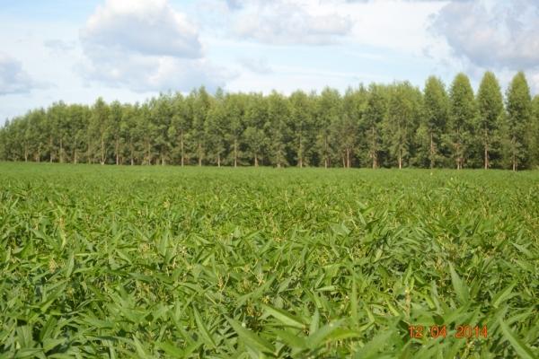 Boa Hora se torna um dos grandes produtores de soja do Piauí - Imagem 77