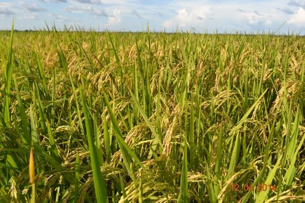 Boa Hora se torna um dos grandes produtores de soja do Piauí - Imagem 33