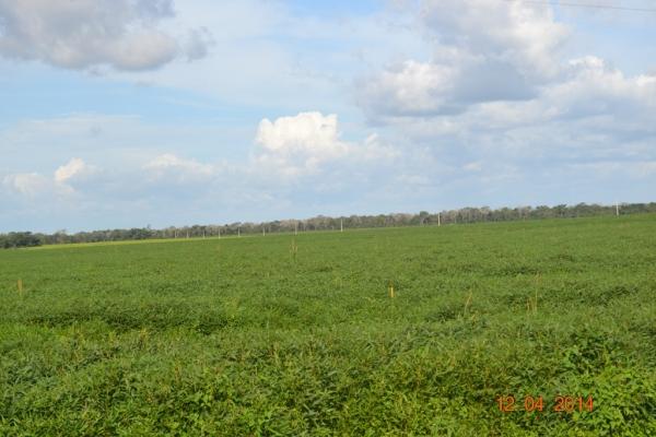 Boa Hora se torna um dos grandes produtores de soja do Piauí - Imagem 67