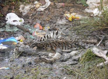 Animais mortos e lixo causam mau cheiro em rua do Bairro Matadouro, denunciam moradores 