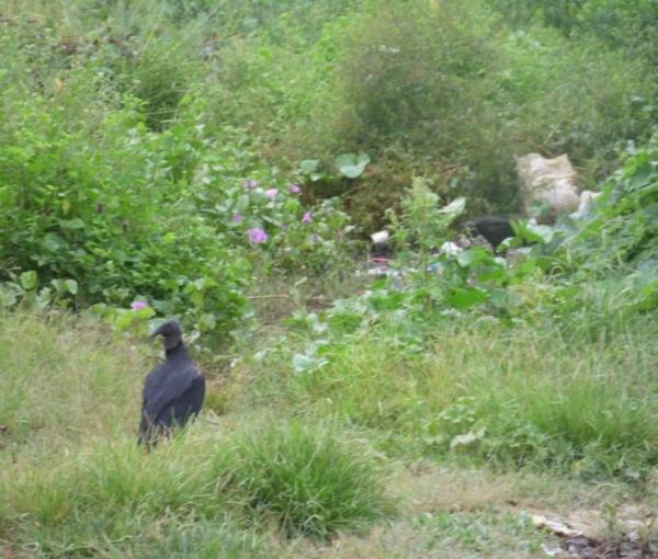 Animais mortos e lixo causam mau cheiro em rua do Bairro Matadouro, denunciam moradores  - Imagem 2