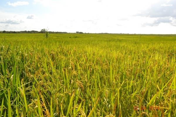 Boa Hora se torna um dos grandes produtores de soja do Piauí - Imagem 57