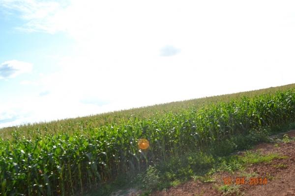 Boa Hora se torna um dos grandes produtores de soja do Piauí - Imagem 19
