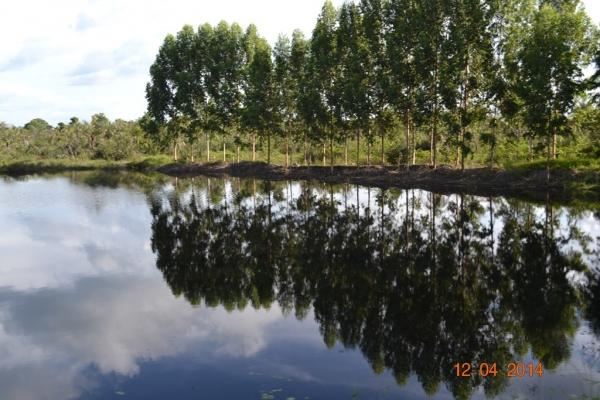 Boa Hora se torna um dos grandes produtores de soja do Piauí - Imagem 2