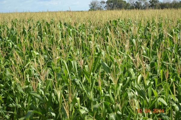 Boa Hora se torna um dos grandes produtores de soja do Piauí - Imagem 59