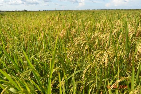 Boa Hora se torna um dos grandes produtores de soja do Piauí - Imagem 31