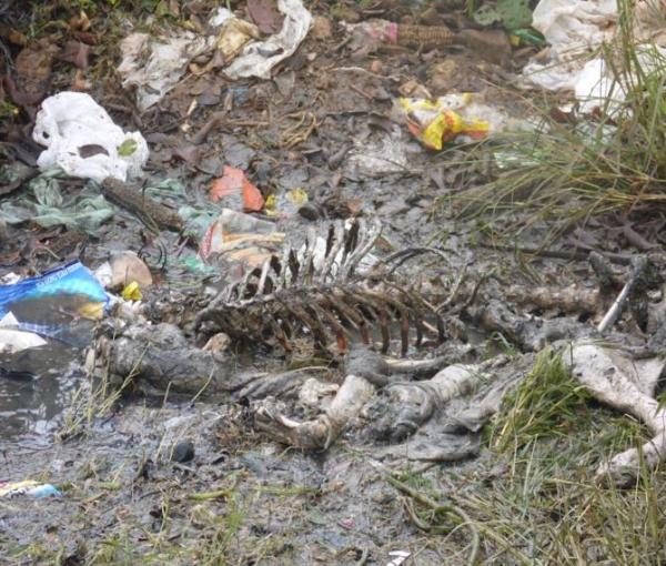 Animais mortos e lixo causam mau cheiro em rua do Bairro Matadouro, denunciam moradores  - Imagem 4