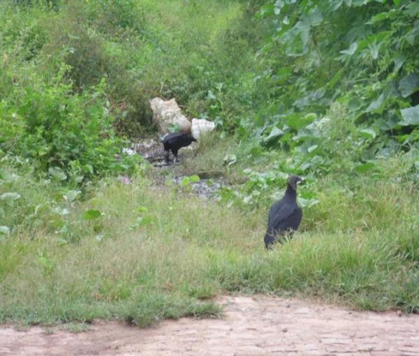 Animais mortos e lixo causam mau cheiro em rua do Bairro Matadouro, denunciam moradores  - Imagem 1