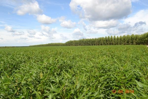Boa Hora se torna um dos grandes produtores de soja do Piauí - Imagem 76