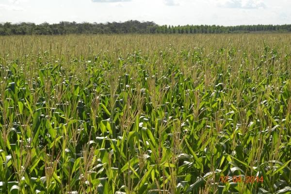 Boa Hora se torna um dos grandes produtores de soja do Piauí - Imagem 61
