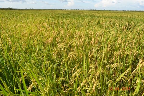 Boa Hora se torna um dos grandes produtores de soja do Piauí - Imagem 32