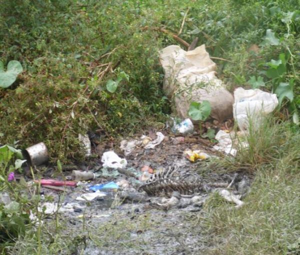 Animais mortos e lixo causam mau cheiro em rua do Bairro Matadouro, denunciam moradores  - Imagem 3