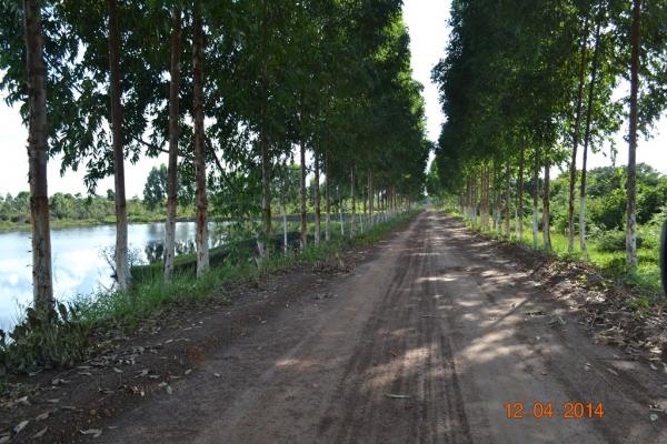 Boa Hora se torna um dos grandes produtores de soja do Piauí - Imagem 7