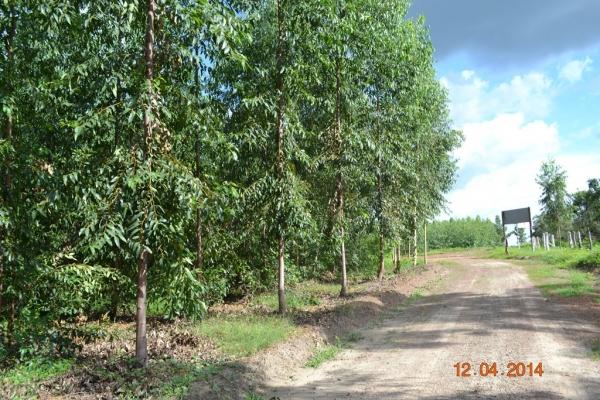 Boa Hora se torna um dos grandes produtores de soja do Piauí - Imagem 87