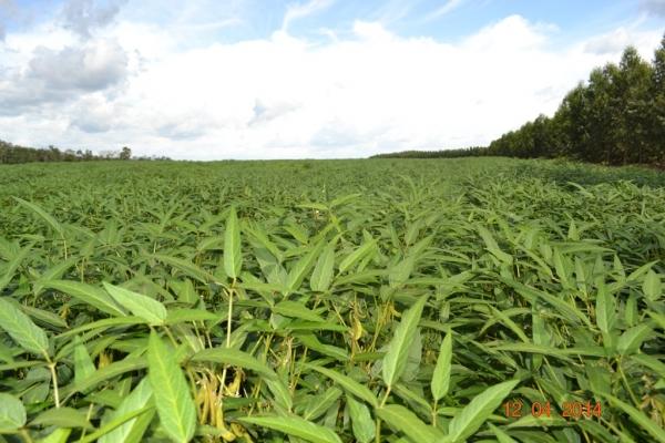 Boa Hora se torna um dos grandes produtores de soja do Piauí - Imagem 74