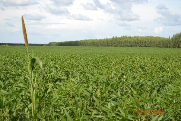 Boa Hora se torna um dos grandes produtores de soja do Piauí - Imagem 78