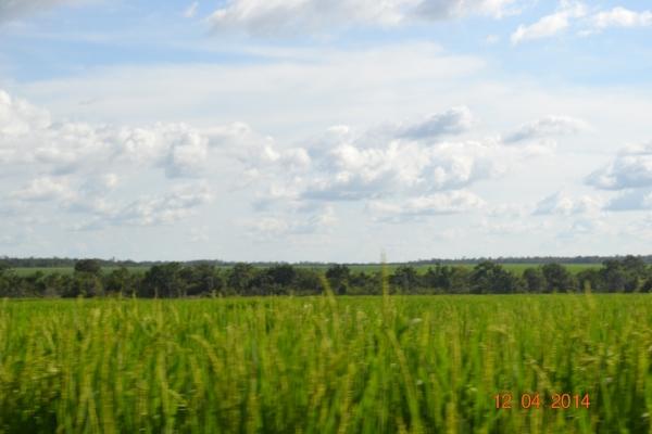 Boa Hora se torna um dos grandes produtores de soja do Piauí - Imagem 38
