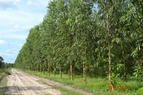 Boa Hora se torna um dos grandes produtores de soja do Piauí - Imagem 85