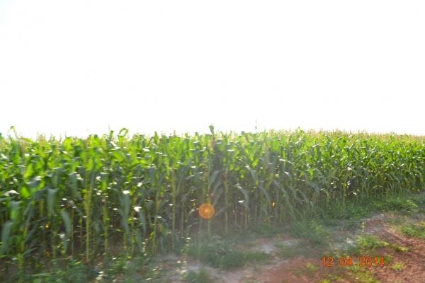 Boa Hora se torna um dos grandes produtores de soja do Piauí - Imagem 18