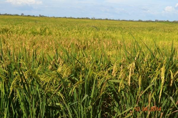 Boa Hora se torna um dos grandes produtores de soja do Piauí - Imagem 24