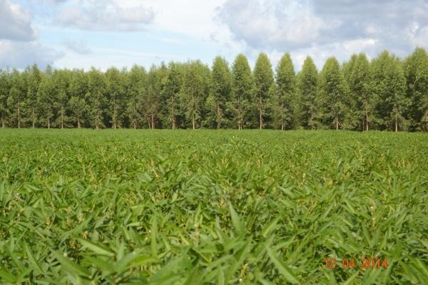 Boa Hora se torna um dos grandes produtores de soja do Piauí - Imagem 75